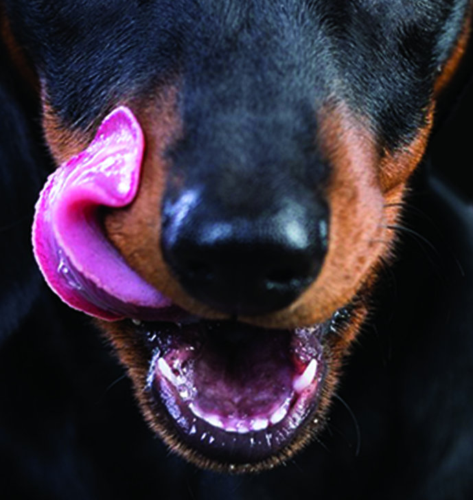 Dachshund Dog Face Mask