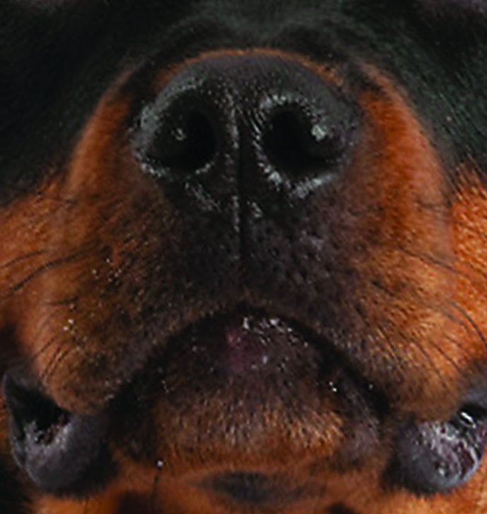 Rottweiler Dog Face Mask