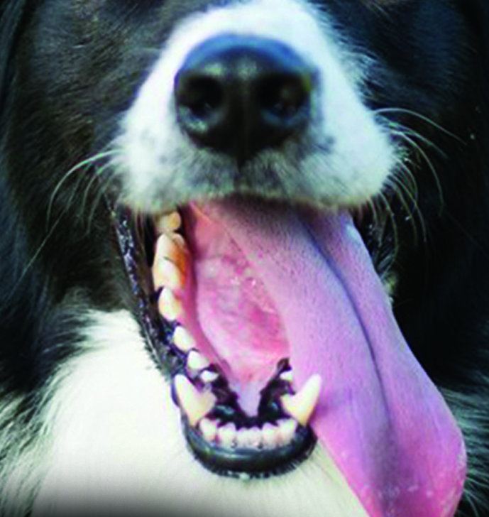 Border Collie Dog Face Mask