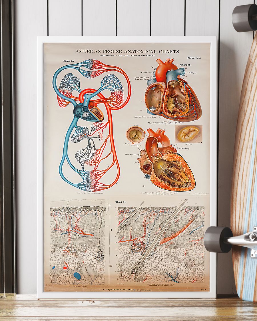 Human Heart Anatomical Cardiologist Poster, Canvas Human Heart Anatomical Cardiologist Poster, Canvas