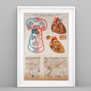 Human Heart Anatomical Cardiologist Poster, Canvas