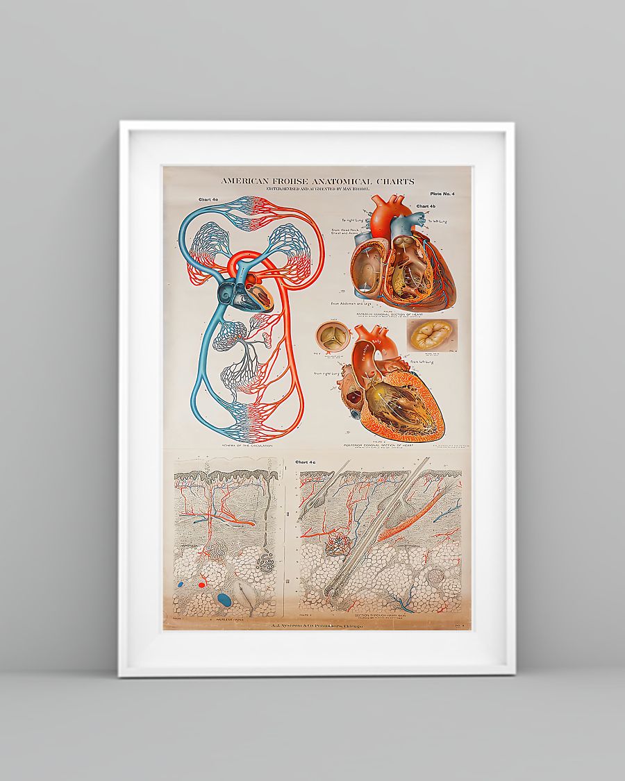 Human Heart Anatomical Cardiologist Poster, Canvas Human Heart Anatomical Cardiologist Poster, Canvas