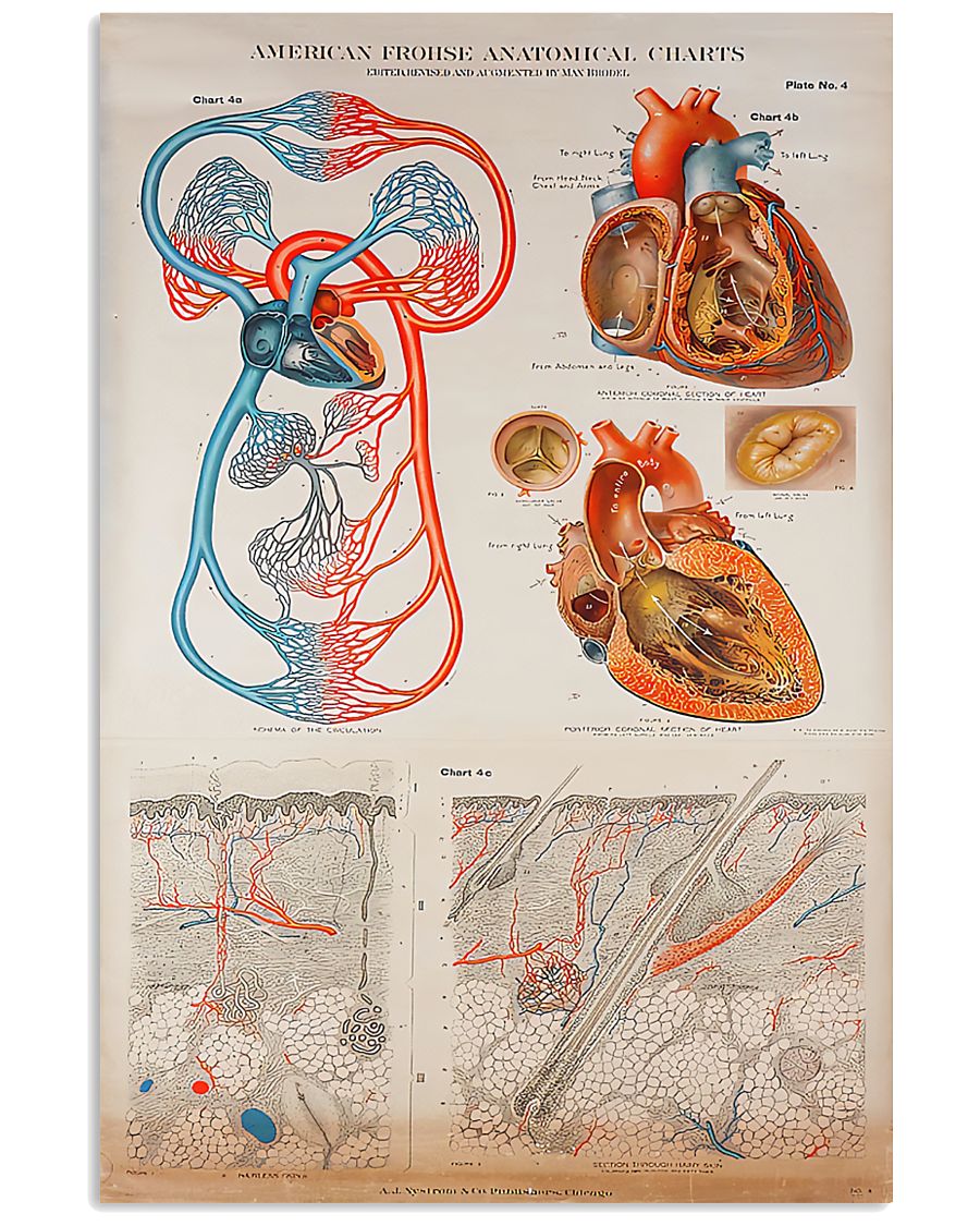 Human Heart Anatomical Cardiologist Poster, Canvas Human Heart Anatomical Cardiologist Poster, Canvas